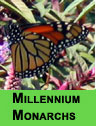 The Monarchs of Millennium Park