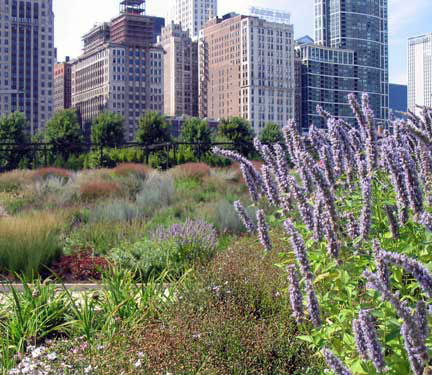Lurie Gardens in Chicago's Millennium Park