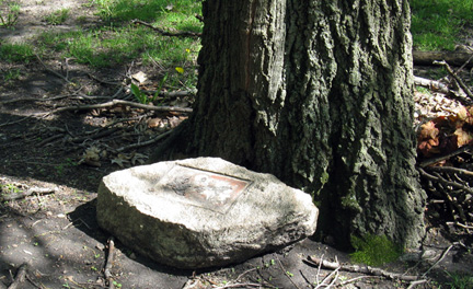 Missing plaque on Gropius memorial tree at Michael Reese Hospital, Chicago