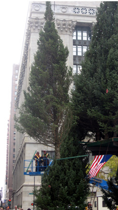 Christmas Tree, Daley Center, Chicago, 2007
