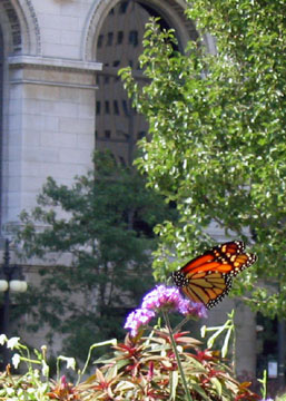 Monarch Butterflies in Chicago's Millennium Park