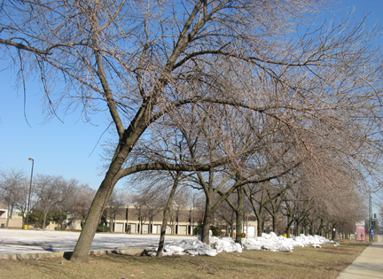 trees, Michael Reese Hospital, Chicago