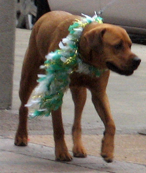 dog dressed for St. Patrick's Day, Chicago, 2008
