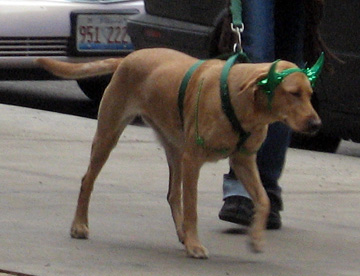 Dog dressed for St. Patrick's day, Chicago, 2008