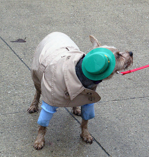 St Pat pooch, at the dyeing of the Chicago River green, March 13, 2010